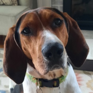 Fundraising Page: Freddy aka "Sir Frederick"